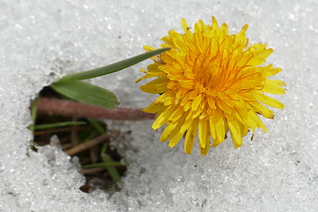yellow petaled flower thumbnail