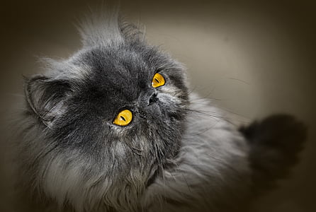 close-up photo of gray Himalayan cat thumbnail