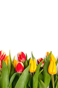 red and yellow tulips on white surface closeup photo thumbnail