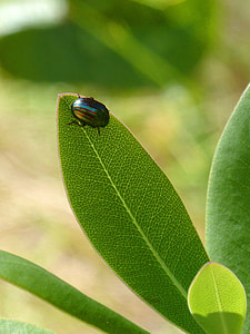 American Chrysolina, Chrysolina thumbnail