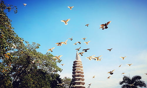 birds flying on top thumbnail