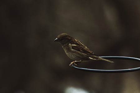 sparrow on black ring shallow focus photography thumbnail