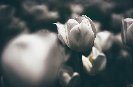 greyscale photography of tulip flowers thumbnail