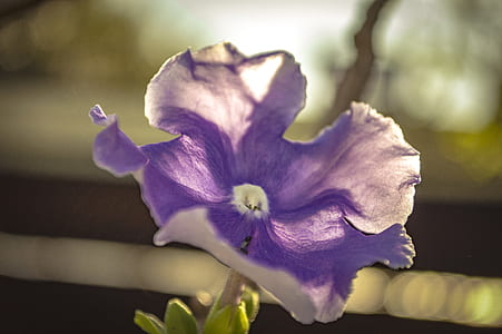 shallow focus photography of purple flower thumbnail