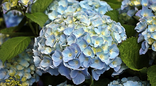 blue-and-yellow hydrangeas in bloom close up photo thumbnail