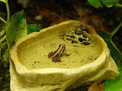 Three Baumsteiger Frog, Frog thumbnail