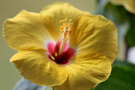 selective focus photography of yellow hibiscus flower thumbnail