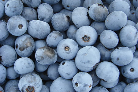photography of blueberries thumbnail