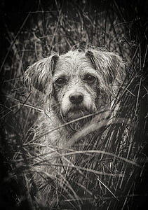 grayscale photo of adult dog on grass thumbnail