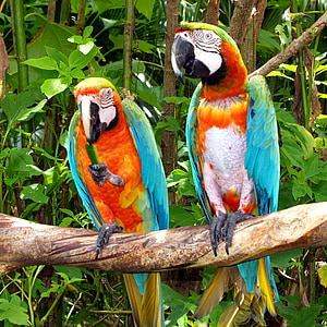 two macaws on tree branch thumbnail
