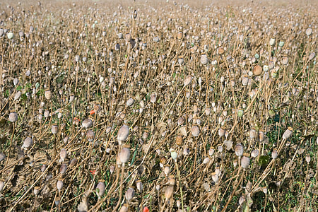 Poppy Flowers in the field thumbnail