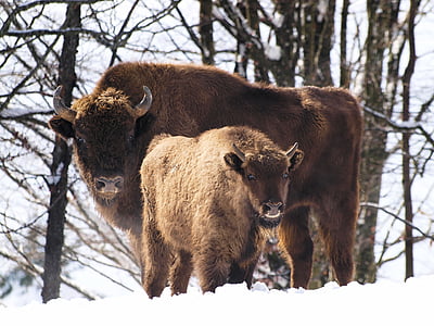 two brown bisons on tundra thumbnail