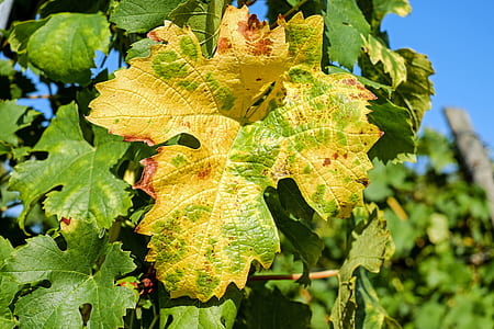focus photo of green leaves thumbnail