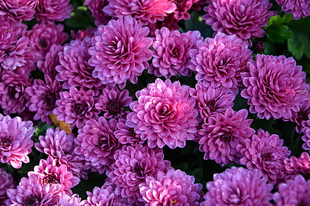 pink flowers thumbnail