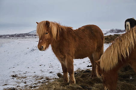 two horses standing on the ground thumbnail
