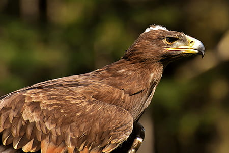 selective focus photography of falcon thumbnail