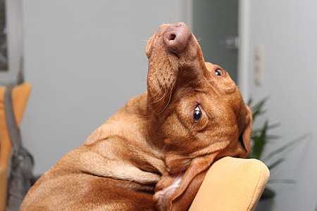short-coated tan dog on sofa thumbnail