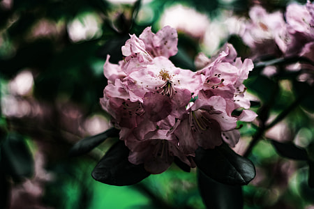 pink flower shallow focus photography thumbnail