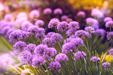 Selective Focus Photography of Purple Petaled Flowers thumbnail
