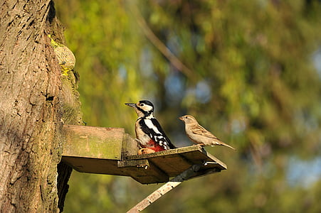 focus photography of two birds on wooden tree rack thumbnail