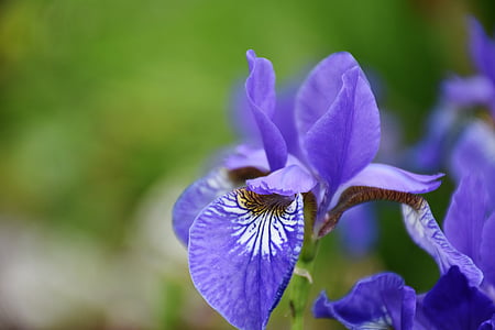 purple-and-white irises flowers in bloom at daytime thumbnail