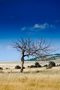 photo of leafless tree on grass field thumbnail
