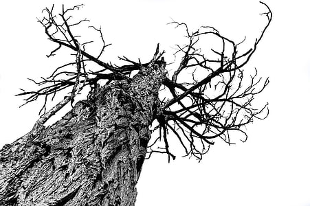 grayscale photography of tree brand thumbnail