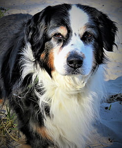 white and black shepherd dog thumbnail