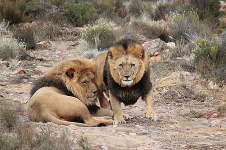 two lions outdoors thumbnail