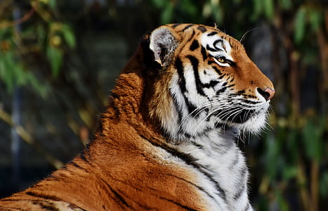 selective focus photography of tiger thumbnail