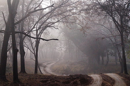 dirt road surrounded by trees thumbnail