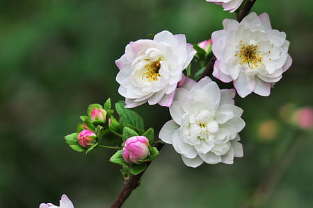focused photo of white flower thumbnail