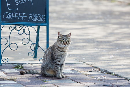silver tabby cat beside black menu board thumbnail