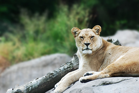 shallow focus photography of brown lioness on gray stone during daytime thumbnail