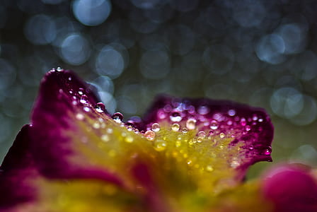 close-up photograph of pink and yellow petaled flower with water droplets thumbnail