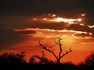 bare tree under orange sky during sunset thumbnail
