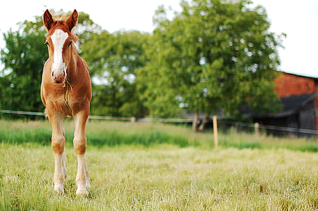 shallow focus photography of white and brown horse thumbnail