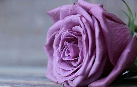 selective focus photography of purple rose thumbnail
