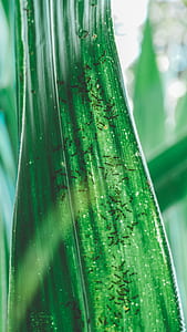 macro photography of black ants on green leaf thumbnail