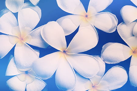 Tilt Lens Photography of White Flowers thumbnail