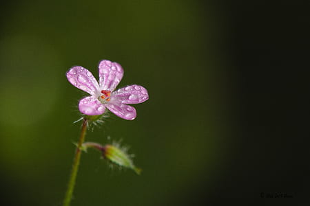 shallow focus photography of pink petaled flower thumbnail