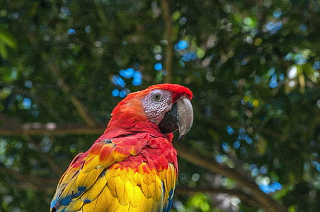 scarlet macaw thumbnail