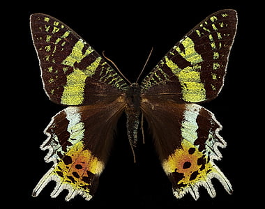 shallow focus of black and yellow butterfly thumbnail