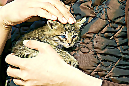 person holding gray kitten thumbnail