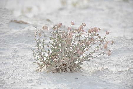 pink flowers on white sand at daytime thumbnail