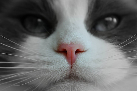 selective focus and color photo of cat's nose thumbnail