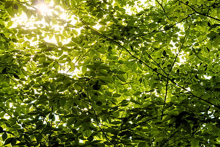 green leaves view thumbnail
