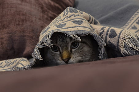 close-up photograph of gray cat under the blanket thumbnail