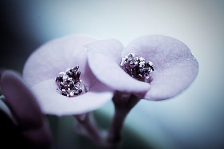 selective focus photography of pink Euphorbia milii flower thumbnail