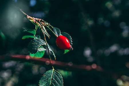 selective focus photography of red fruit thumbnail